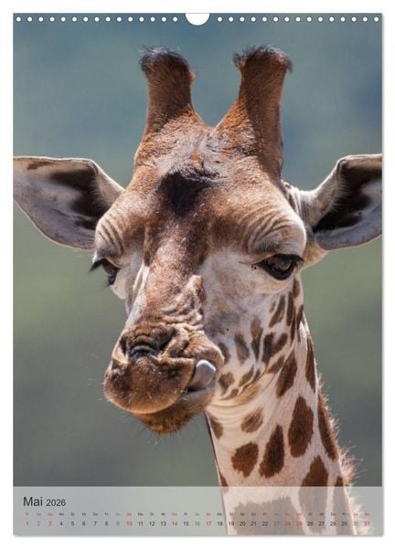Produktbild: Emotionale Momente: Giraffen, die h&ouml;chsten Tiere der Welt. (Wandkalender 2026 DIN A3 hoch), CALVENDO Monatskalender