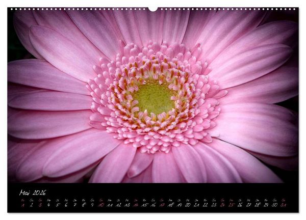 Produktbild: Serenade - Visuelle Musik der Blumen (Wandkalender 2026 DIN A2 quer), CALVENDO Monatskalender