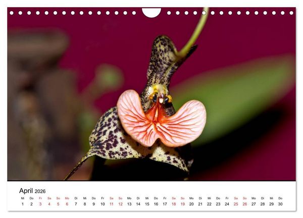 Produktbild: Vielfalt der Orchideen (Wandkalender 2026 DIN A4 quer), CALVENDO Monatskalender