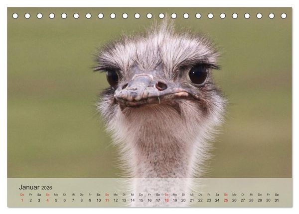 Produktbild: Afrikas sch&ouml;ne Tierwelt (Tischkalender 2026 DIN A5 quer), CALVENDO Monatskalender