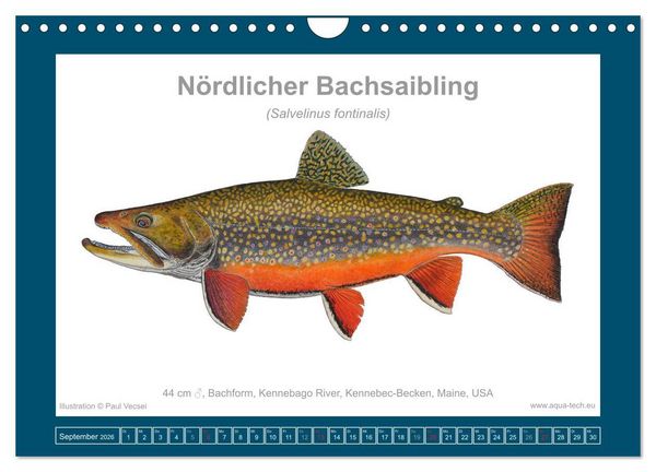 Produktbild: Fisch als Kunst 2026: Amerikanische Saiblinge (Wandkalender 2026 DIN A4 quer), CALVENDO Monatskalender