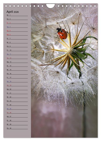 Produktbild: Pastell-Zauber (Wandkalender 2026 DIN A4 hoch), CALVENDO Monatskalender