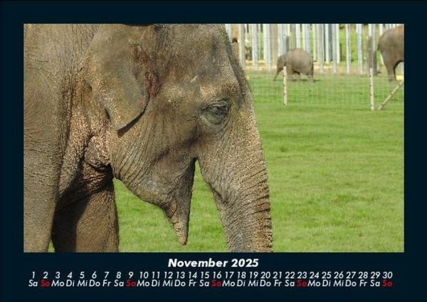 Produktbild: Tierkalender 2025 Fotokalender DIN A5