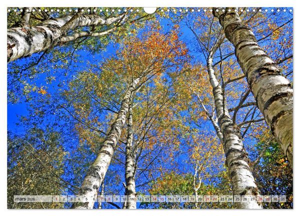 Produktbild: Au c&oelig;ur de la for&ecirc;t (Calendrier mural 2026 DIN A3 vertical), CALVENDO calendrier mensuel