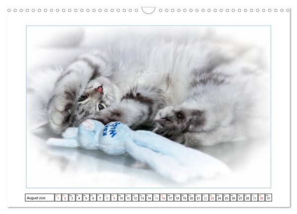 Produktbild: Katzen &ndash; Treue Begleiter (CH - Version) (Wandkalender 2026 DIN A3 quer), CALVENDO Monatskalender