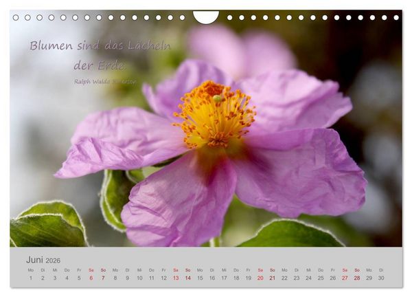Produktbild: Jahres-Zeiten (Wandkalender 2026 DIN A4 quer), CALVENDO Monatskalender