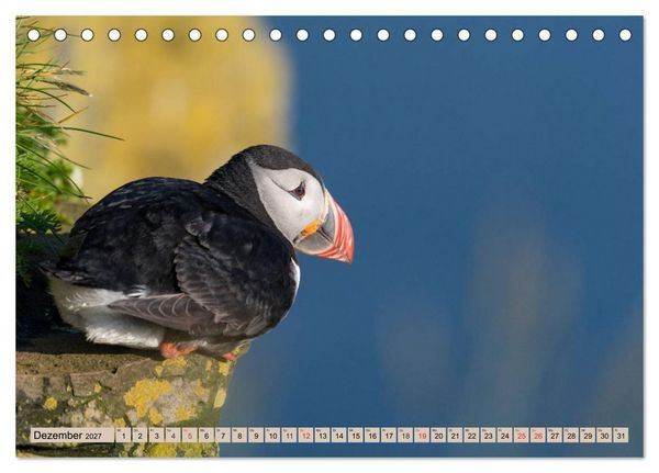 Produktbild: Papageitaucher - Puffins (Tischkalender 2027 DIN A5 quer), CALVENDO Monatskalender