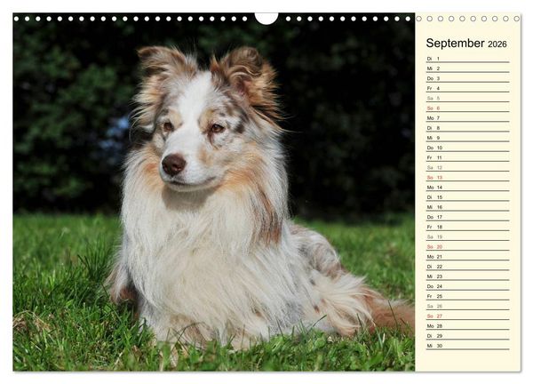 Produktbild: Border Collie 2026 (Wandkalender 2026 DIN A3 quer), CALVENDO Monatskalender