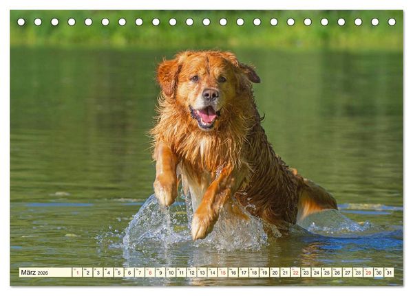Produktbild: Golden Retriever - Freunde auf 4 Pfoten (Tischkalender 2026 DIN A5 quer), CALVENDO Monatskalender