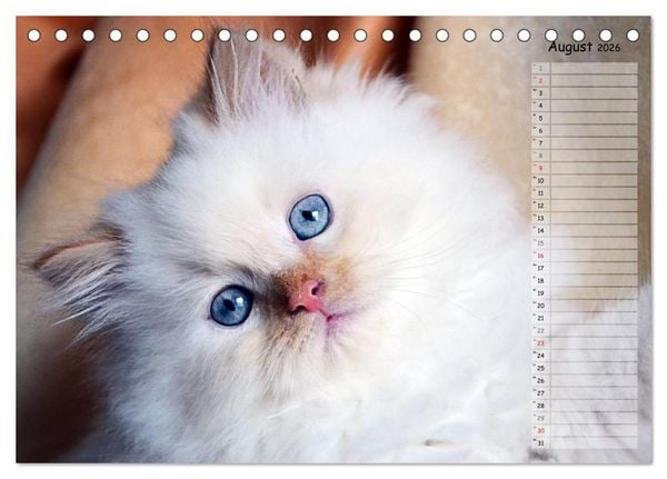 Produktbild: Katzen im Portr&auml;t / Geburtstagskalender (Tischkalender 2026 DIN A5 quer), CALVENDO Monatskalender