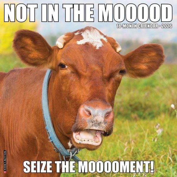 Produktbild: Not in the Mooood 2026 Wall Calendar