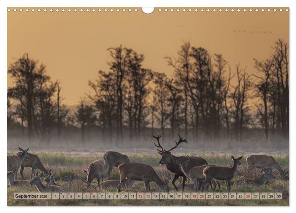Produktbild: Impressionen aus Mecklenburg - Vorpommern (Wandkalender 2026 DIN A3 quer), CALVENDO Monatskalender