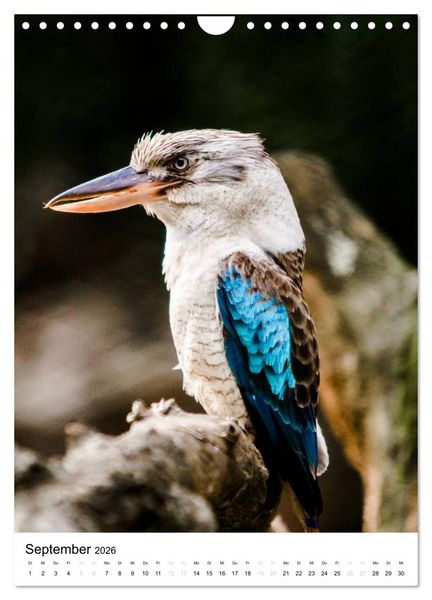 Produktbild: australian animals (Wandkalender 2026 DIN A4 hoch), CALVENDO Monatskalender
