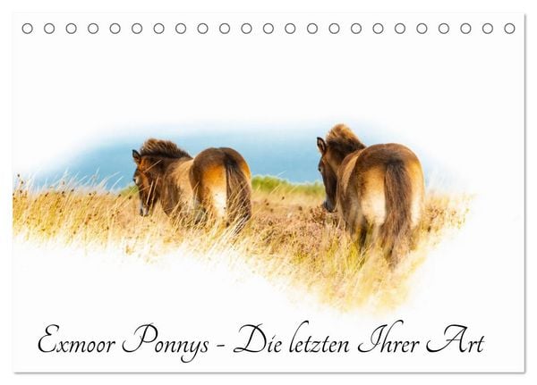 Produktbild: Exmoor Ponnys - Die letzten Ihrer Art (Tischkalender 2026 DIN A5 quer), CALVENDO Monatskalender