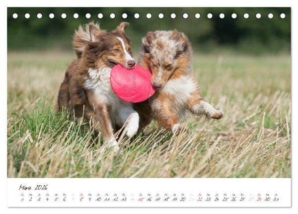 Produktbild: Wunderbare Australian Shepherds (Tischkalender 2026 DIN A5 quer), CALVENDO Monatskalender