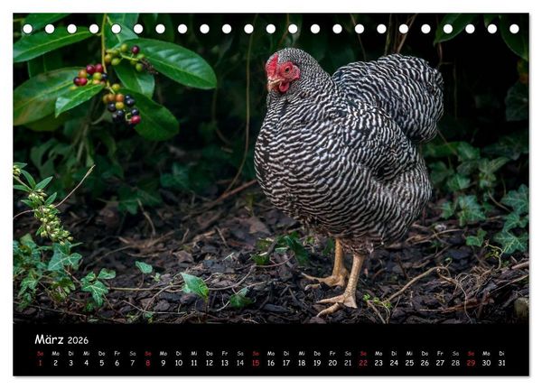Produktbild: Gartenh&uuml;hner (Tischkalender 2026 DIN A5 quer), CALVENDO Monatskalender