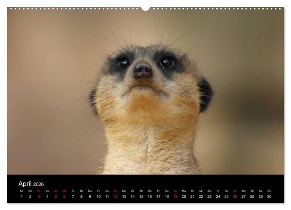 Produktbild: Erdm&auml;nnchen &ndash; Zusammen sind wir stark / CH-Version (hochwertiger Premium Wandkalender 2026 DIN A2 quer), Kunstdruck in Hochglanz