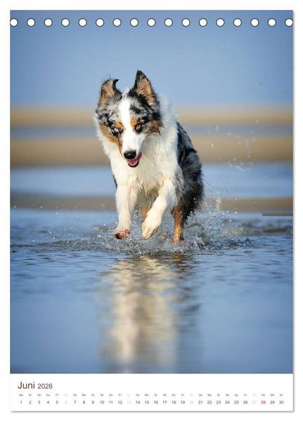 Produktbild: Australian Shepherds (Tischkalender 2026 DIN A5 hoch), CALVENDO Monatskalender