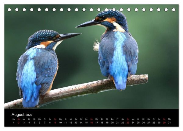 Produktbild: IM LAND DER EISV&Ouml;GEL (Tischkalender 2026 DIN A5 quer), CALVENDO Monatskalender