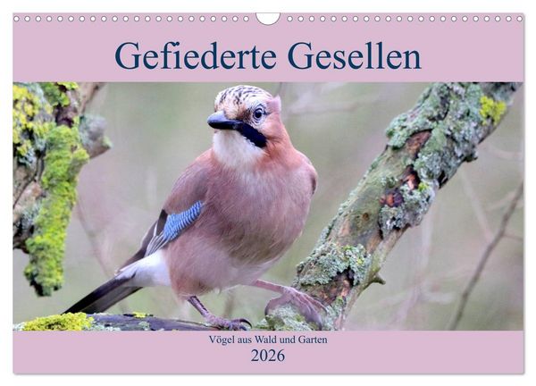 Produktbild: Gefiederte Gesellen - V&ouml;gel aus Wald und Garten (Wandkalender 2026 DIN A3 quer), CALVENDO Monatskalender
