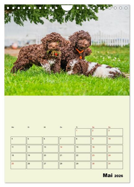 Produktbild: Lagotto Romagnolo - Der Tr&uuml;ffelhund Italiens - Planer (Wandkalender 2026 DIN A4 hoch), CALVENDO Monatskalender