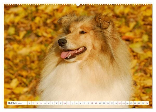 Produktbild: Collies - die sch&ouml;nsten Hunde der Welt (Wandkalender 2026 DIN A2 quer), CALVENDO Monatskalender