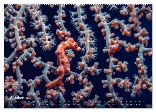 Produktbild: Hippocampus oder einfach nur Seepferdchen (Wandkalender 2026 DIN A2 quer), CALVENDO Monatskalender