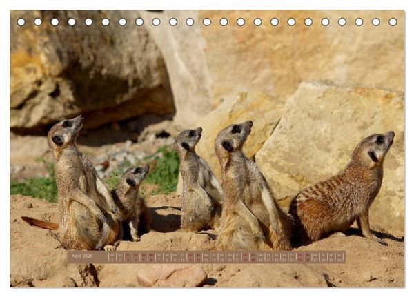 Produktbild: Erdm&auml;nnchen (Tischkalender 2026 DIN A5 quer), CALVENDO Monatskalender