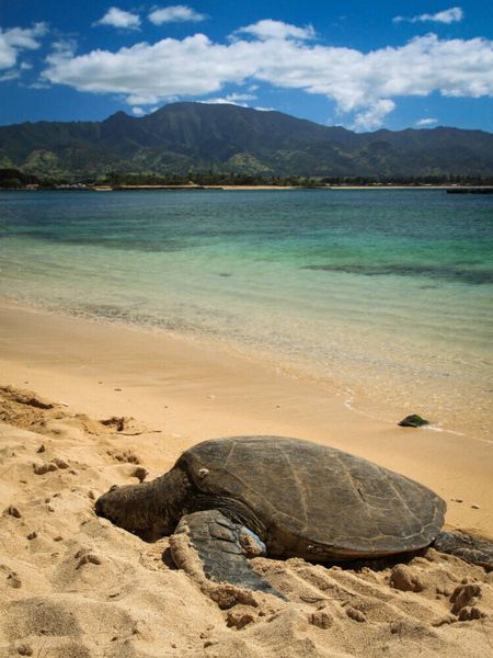 Produktbild: Hawaiian Green Sea Turtle - Oahu (Puzzle)