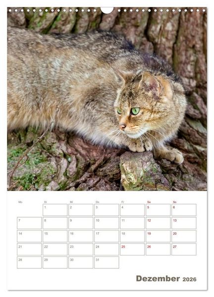 Produktbild: Europ&auml;ische Wildkatzen - Jahresplaner (Wandkalender 2026 DIN A3 hoch), CALVENDO Monatskalender