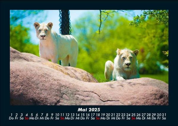 Produktbild: Tierkalender 2025 Fotokalender DIN A5