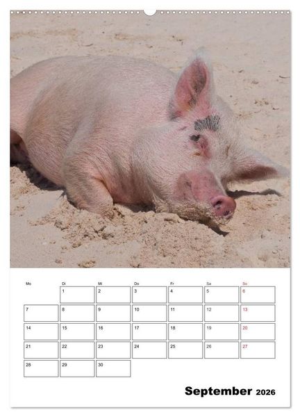 Produktbild: Schweine auf den Bahamas! (hochwertiger Premium Wandkalender 2026 DIN A2 hoch), Kunstdruck in Hochglanz