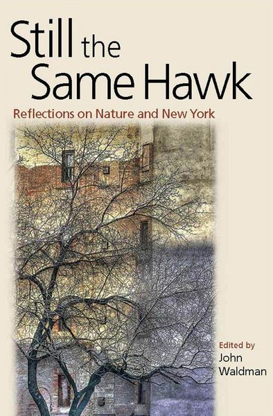 Produktbild: Still the Same Hawk