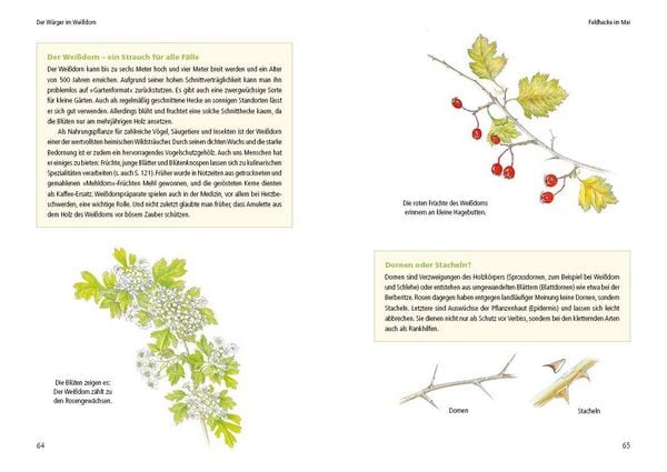 Produktbild: Vogelstimmen in Wald und Hecke