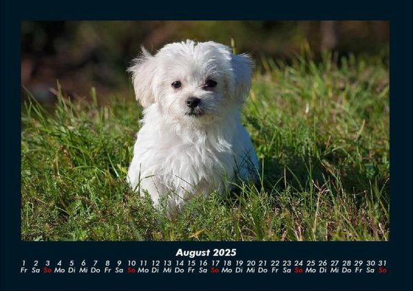 Produktbild: Welpen 2025 Fotokalender DIN A4