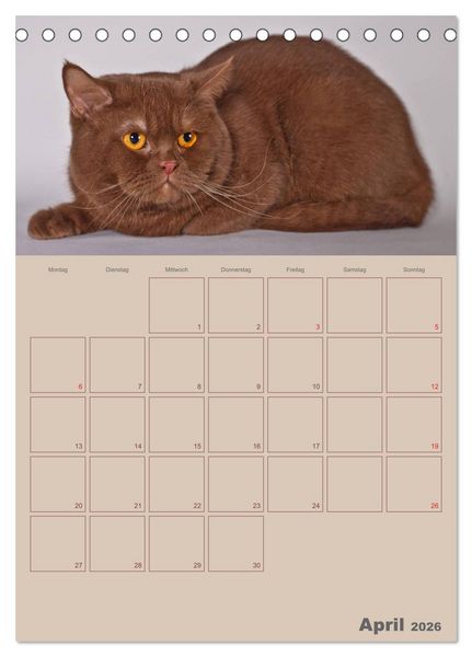 Produktbild: Britisch Kurzhaar Katzen - Planer (Tischkalender 2026 DIN A5 hoch), CALVENDO Monatskalender