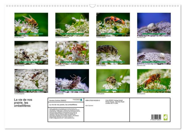 Produktbild: La vie de nos prairie, les ombellif&egrave;res (Calendrier mural 2026 DIN A2 vertical), CALVENDO calendrier mensuel