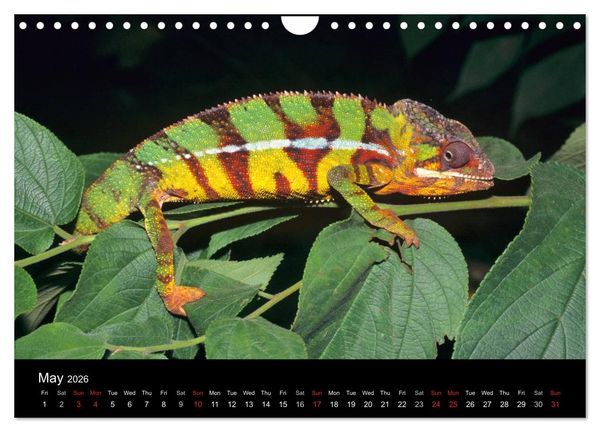Produktbild: Chameleons Monsters of the African Bush (Wall Calendar 2026 DIN A4 landscape), CALVENDO 12 Month Wall Calendar