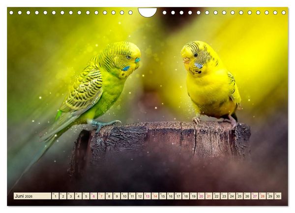 Produktbild: Wundersch&ouml;ner Wellensittich (Wandkalender 2026 DIN A4 quer), CALVENDO Monatskalender