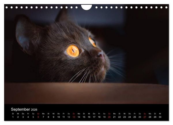 Produktbild: Schokoladige Britisch Kurzhaar Katzen (Wandkalender 2026 DIN A4 quer), CALVENDO Monatskalender