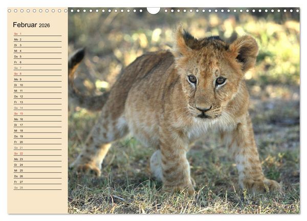 Produktbild: Afrikas wildes Kinderzimmer (Wandkalender 2026 DIN A3 quer), CALVENDO Monatskalender