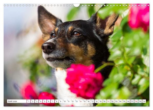 Produktbild: Jack Russell - Klein, aber oho! (Wandkalender 2026 DIN A3 quer), CALVENDO Monatskalender