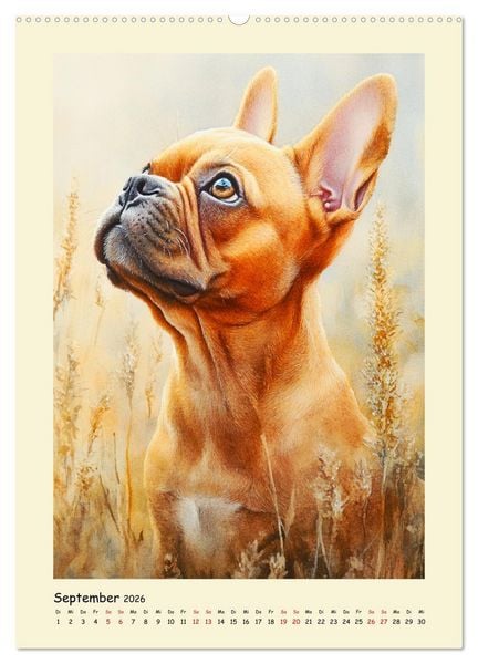 Produktbild: Charmante Bulldoggen. Franz&ouml;sische Lebensfreude auf vier Pfoten (Wandkalender 2026 DIN A2 hoch), CALVENDO Monatskalender