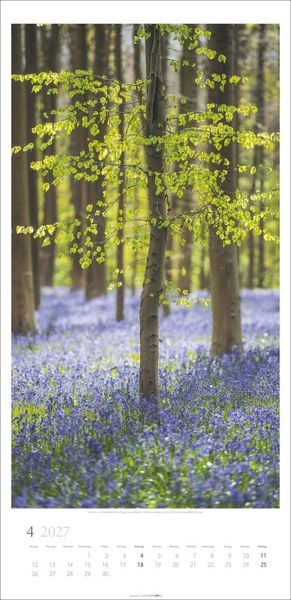Produktbild: Im Wald Kalender 2027