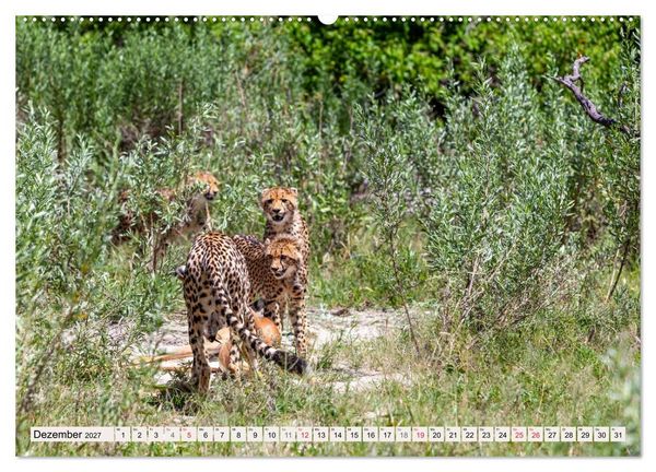 Produktbild: Afrikas wilde Katzen (Wandkalender 2027 DIN A2 quer), CALVENDO Monatskalender