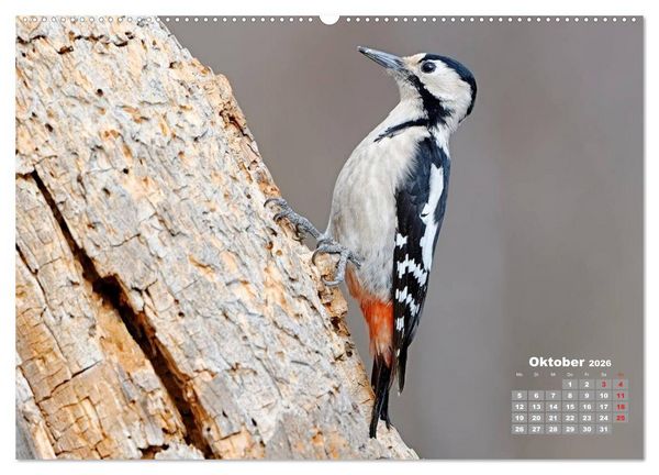 Produktbild: Echte Spechte (hochwertiger Premium Wandkalender 2026 DIN A2 quer), Kunstdruck in Hochglanz