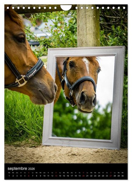 Produktbild: Chevaux en Portraits (Calendrier mural 2026 DIN A4 horizontal), CALVENDO calendrier mensuel