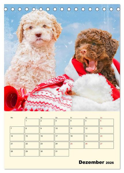 Produktbild: Jahresplaner Lagotto Romagnolo Welpen (Tischkalender 2026 DIN A5 hoch), CALVENDO Monatskalender