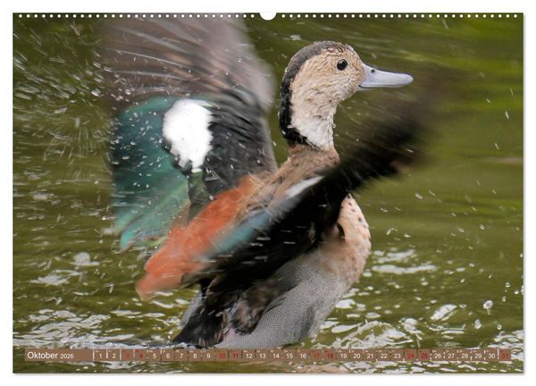 Produktbild: Weltvogelpark Walsrode - Die Vielfalt der Vogelarten (Wandkalender 2026 DIN A2 quer), CALVENDO Monatskalender