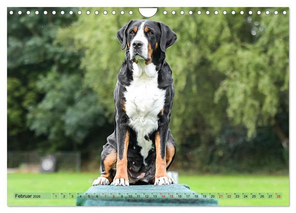 Produktbild: Schweizer Sennenhunde - Appenzeller - Berner - Entlebucher - Gro&szlig;e Schweizer (Wandkalender 2026 DIN A4 quer), CALVENDO Monatskalender